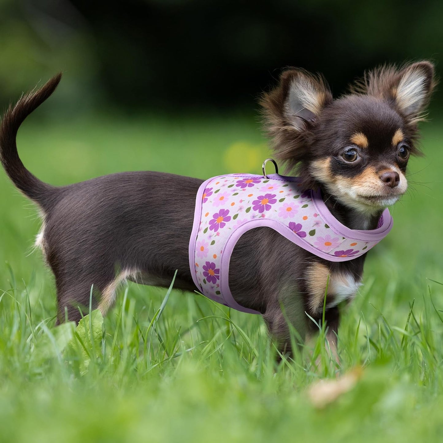 Purple Daisy Dog Harness – Vest-Style Leash Harness for Small Dogs | Soft Breathable Mesh with Floral Print & Gentle Trim